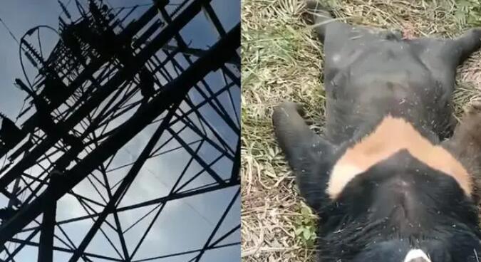 廣西欽州黑熊爬上高壓電塔觸電死亡 無人員傷亡